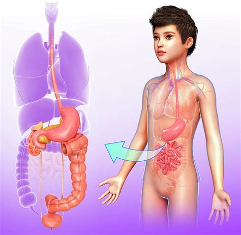 Image result for Child Digestive System