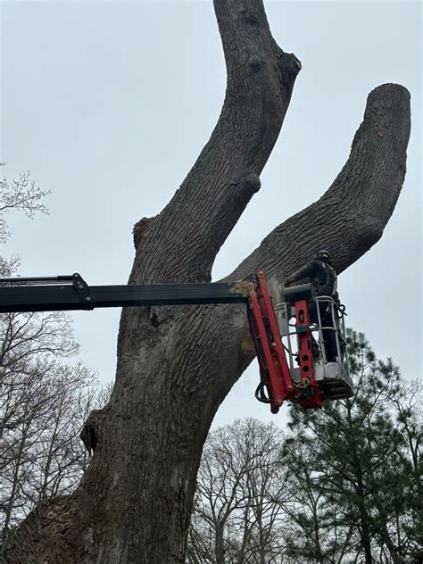 Image result for Monster Tree Removal