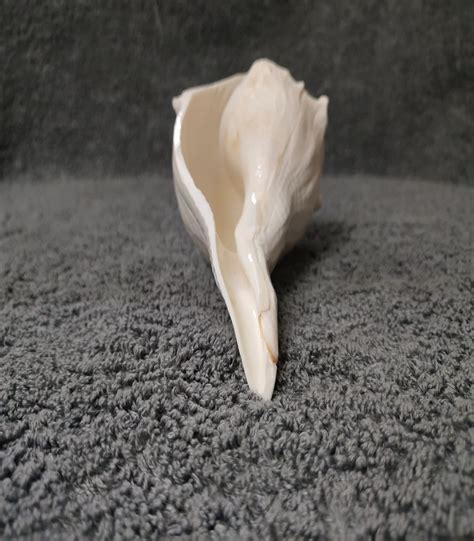 Buy Valampuri Sangu / Shell - Original online