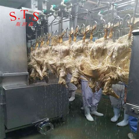 鸭子宰杀流水线-设备价格 山东潍坊 诸城科源机械 其他屠宰设备-食品商务网