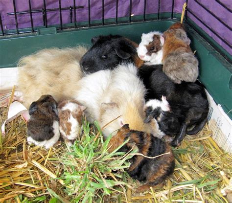 All Things Guinea Pig: Genetics