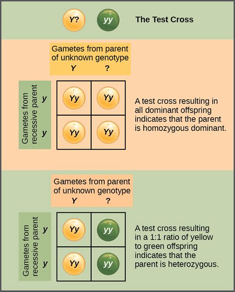 Biology 2e, Genetics, Mendel's Experiments and Heredity ...