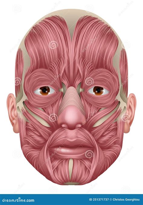 Face Muscles Human Muscle Medical Anatomy Diagram Stock Vector - Illustration of model, anatomic ...