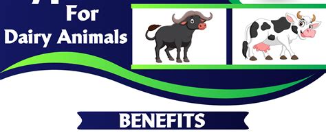 REFIT ANIMAL CARE Rumen Bypass Fat Powder for Cows, Buffalo, Goat ...