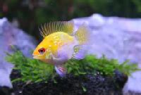 Golden Ram Cichlid (Gold Ram) – Splashy Fin Aquarium Bengaluru