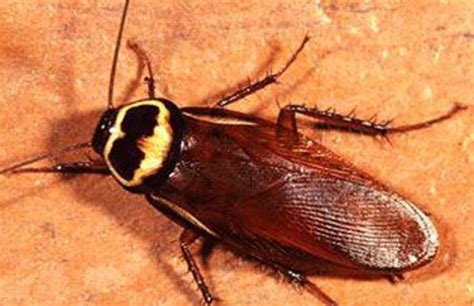 Australian Cockroach 的图像结果