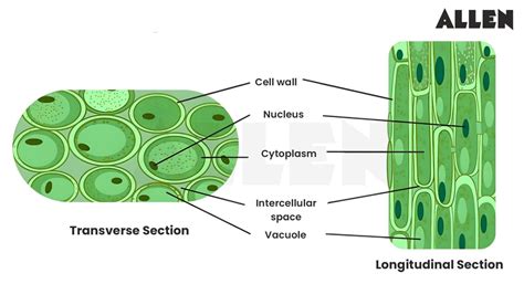 What is Parenchyma: Types, Tissues, Structure & Functions