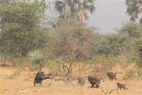 Image result for Baboon Vs Predator