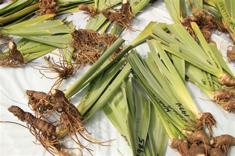 Do Iris Seeds Turn Into Bulbs at Kiara Corlis blog