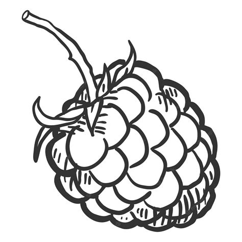 Image result for Raspberry Drawing Vector