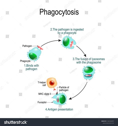 Phagocytosis Process