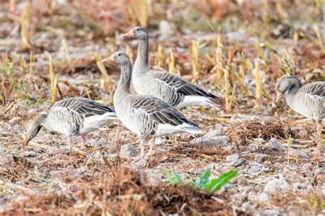 Geese Photos - Download Free High-Quality Pictures | Freepik