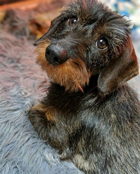 Dachshund Wirehaired Puppy | Cuccioli di bassotto, Bassotto a pelo ...