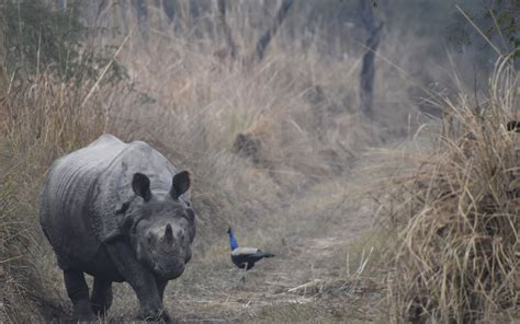 [वीडियो] रंग लाई गैंडा संरक्षण की कोशिशें, यूपी के दुधवा में चार दशक ...