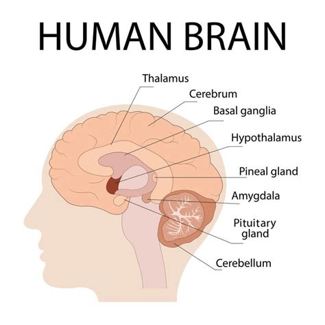 Image result for Brain