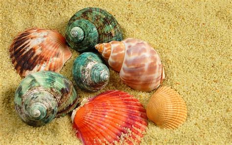 Image result for Shell Pattern Wallpaper