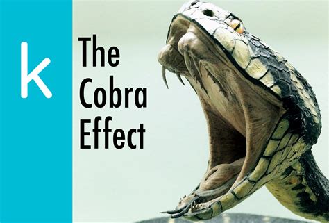 The Cobra Effect - The K Guy