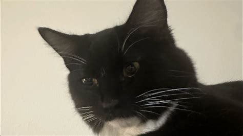 Image result for Purring Discord Server