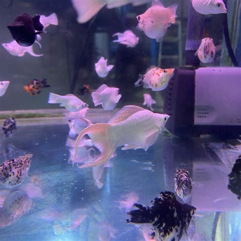 Jual (GOJEK) IK4N MOLLY CAGAK PLATINUM / BESAR / 4-5 CM / HIASAN ...