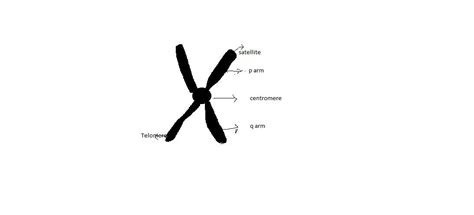 Draw a neat diagram of a sub metacentric chromosome and labeltelomere ...