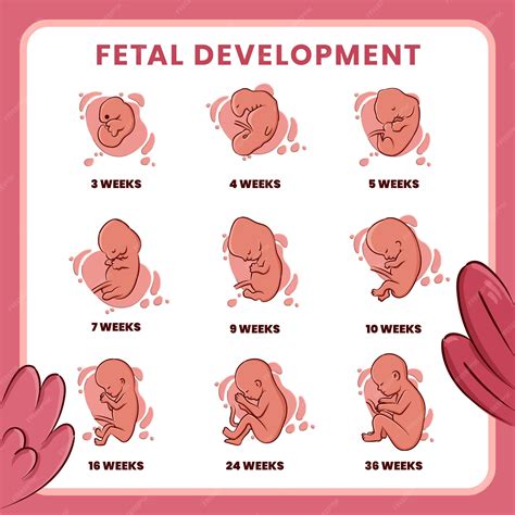 Fetus Development Drawing