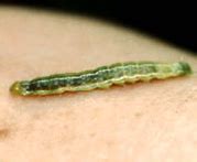 TNAU Agritech Portal :: Crop Protection