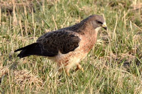What Do Hawks Eat In the City? - BirdWatching