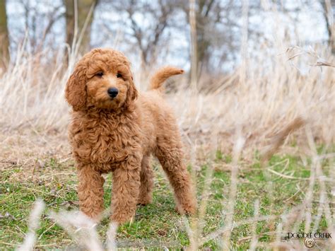 Petit Goldendoodle Adulte Adult Mini Goldendoodle Pictures