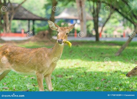 Deer Eat Banana on Green Grass in the Garden Stock Image - Image of ...