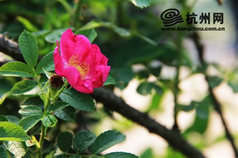 杭城仅存一株野生玫瑰 市面所售玫瑰均是月季当“替身”（图）-杭网原创-杭州网