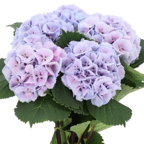 Image result for Lollipop Hydrangea Tree