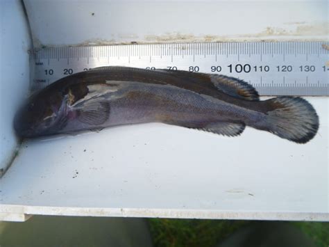 Swamp Fish 的图像结果