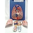 ISKO® Human Lung with Heart Life size model in 7 parts (Made with Fiber ...