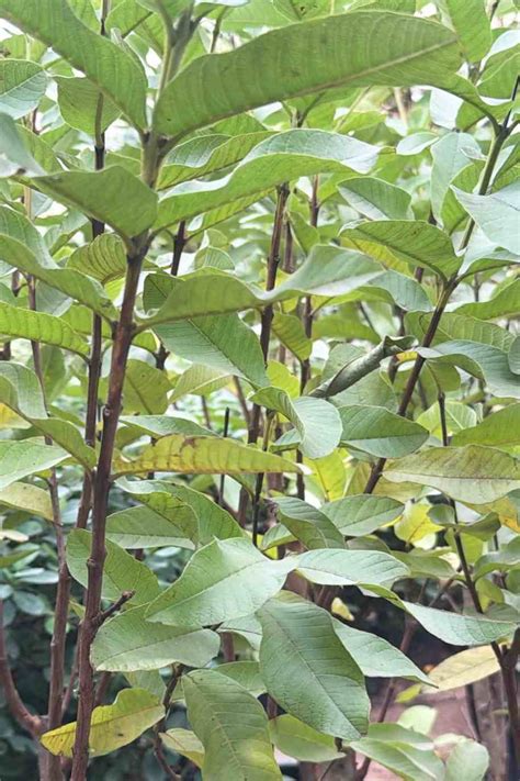 Image result for Planting Guava Tree
