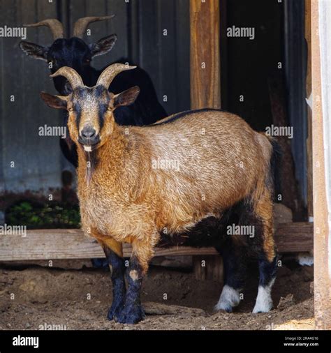 Nigerian dwarf goat hi-res stock photography and images - Alamy