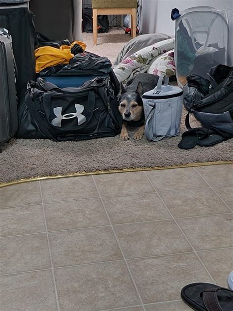 We're always watching wazowski...always watching : r/AustralianCattleDog