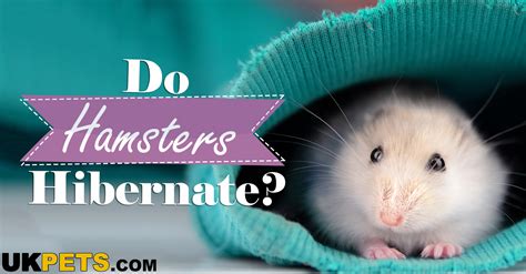 Do Hamsters Hibernate? | UKPets