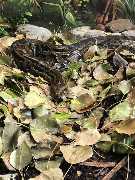 Image result for Zoo Burmese Python Snake