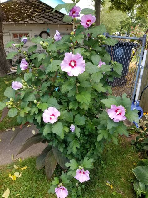 Pruning a Rose of Sharon: When to Trim and Remove Seed Pods | Rose of ...