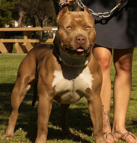 448 Likes, 5 Comments - XL American Bullies (@mvp_bulliesie) on ...