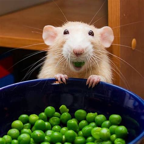 fruit rat pictures