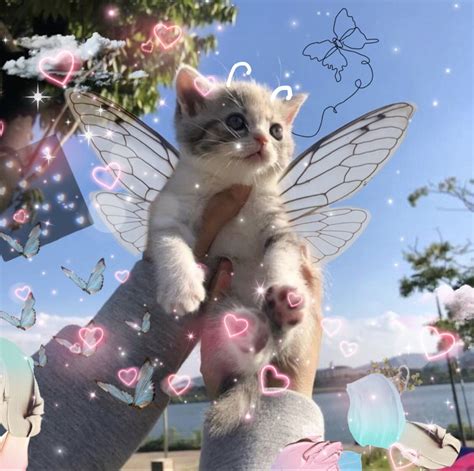 🔥 [30+] Cat Fairy Wallpapers | WallpaperSafari