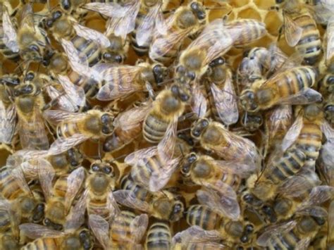 Image result for Spring Beekeeping