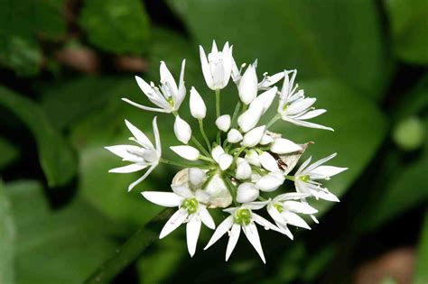 Wild-Garlic wild garlic is a little known delicacy that goes with ...