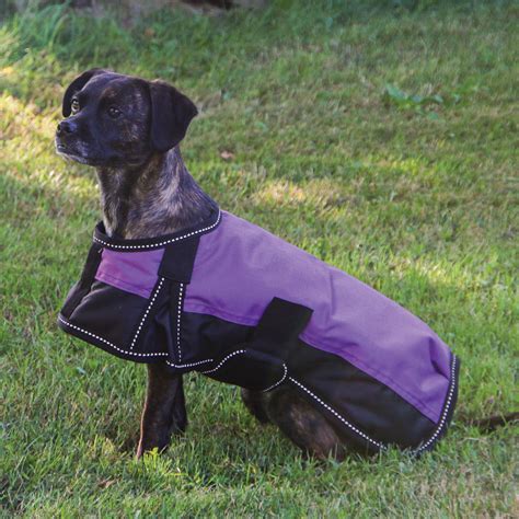 Sale > waterproof insulated dog coat > in stock