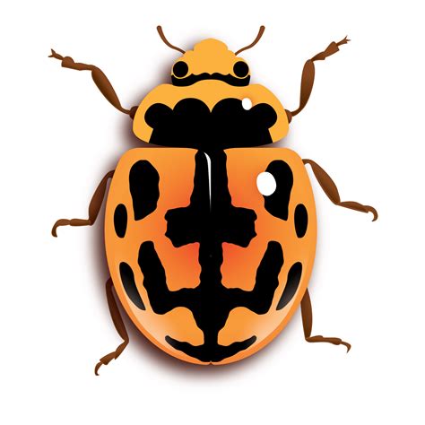 Ladybugs are very beneficial to gardens and farms, but the most ...