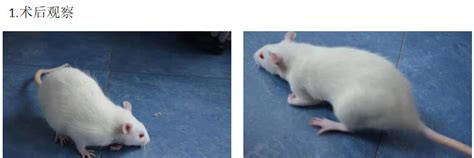动物模型构建之大鼠脑缺血再灌注损伤模型