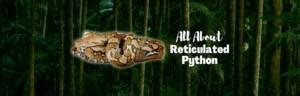 Image result for Biggest Python Ever Found