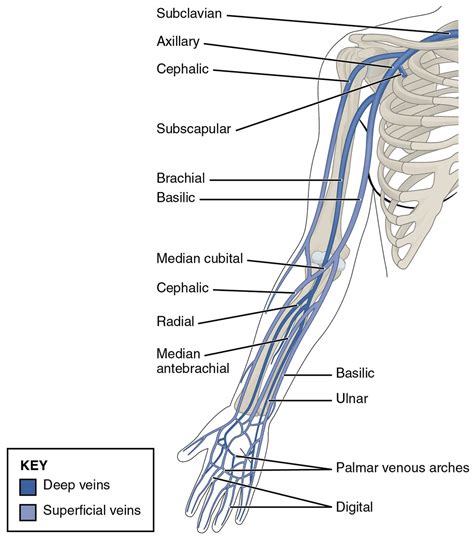 Cephalic vein - Wikipedia