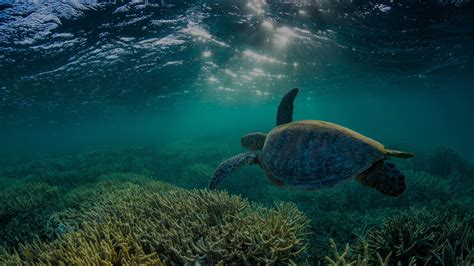 Protecting vulnerable species - Great Barrier Reef Foundation